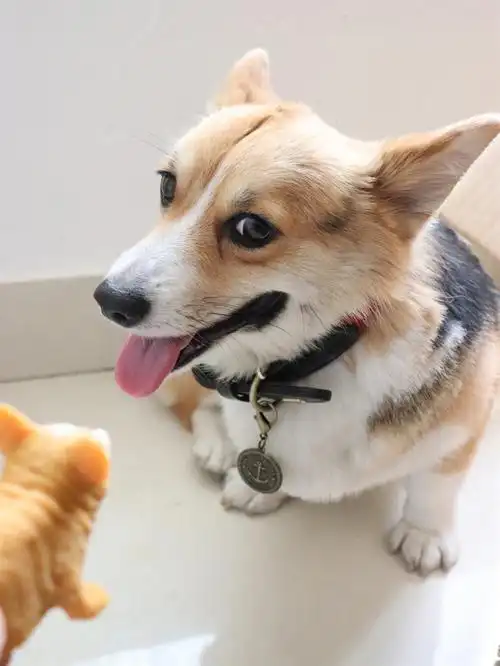 宠物项圈小狗的专属项圈