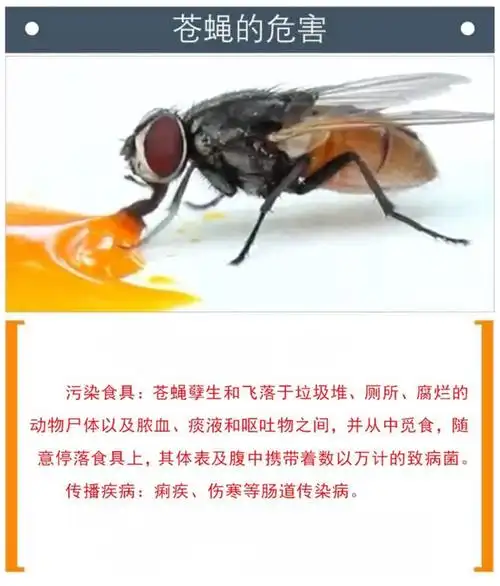 活蛆也能治病英国男子因感染面临截肢400条活蛆救了他一命