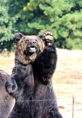沈阳野生动物园,看看有多少种动物是你叫不出来名字没见过的?