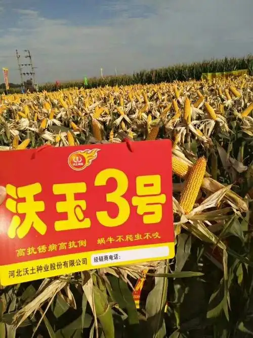 沃玉3号玉米种故城县连续3年表现突出,种业届的一匹黑马!