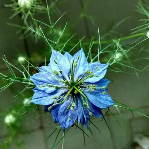 波斯宝石花卉种子价格便宜品质好