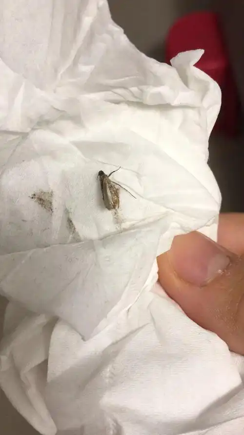 请问这是衣娥吗,贴在墙上不怎么动的,捏死好多鳞粉的,灰色的,有翅膀