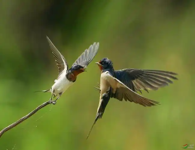 春天里燕子的爱情童话故事
