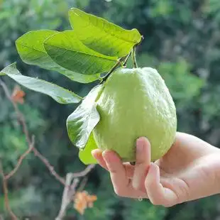 番石榴 海南三亚 红心芭乐 新鲜水果 番石榴 果园新鲜采摘5斤装 包邮