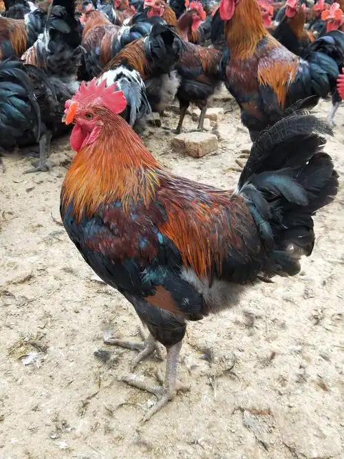 4至6斤黑瑶鸡公