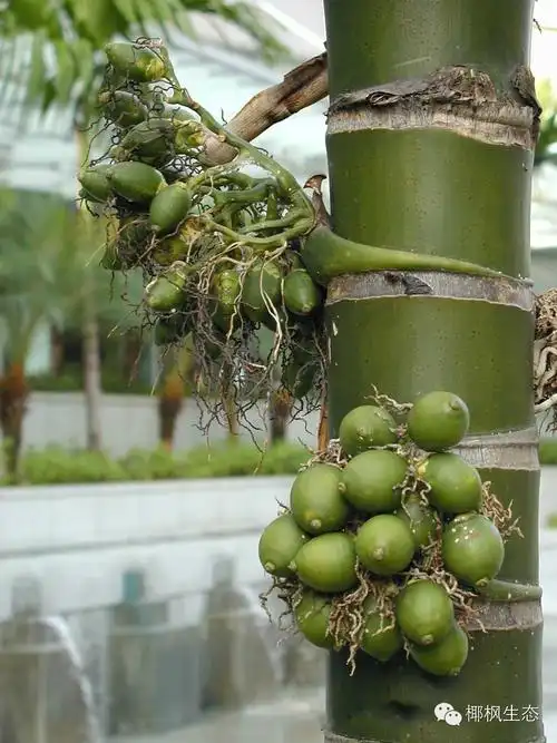 棕榈植物逐个数,再也不怕认不清了!