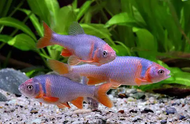 彩虹精灵鱼卢伦真小鲤北美淡水观赏鱼鱼