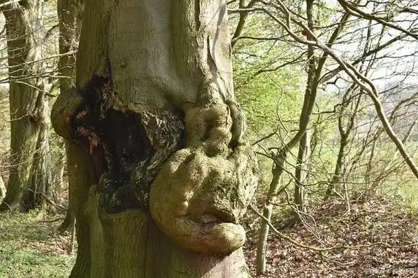 食人树真的存在吗?一旦靠近就被卷住,直到化为白骨