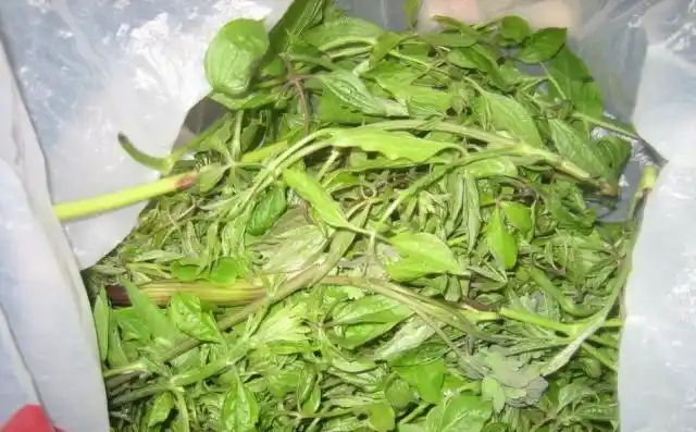 北方农村才有的野菜,味道比辣椒还辣,能祛风湿,人称"山辣椒"