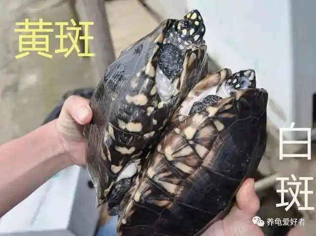 斑点池龟的区分