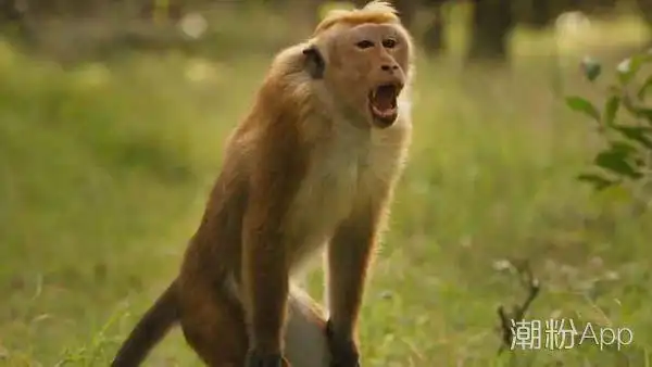 现代人为什么会长尾巴真正的原因你可能想不到