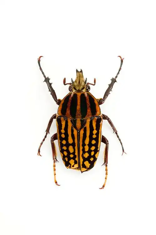 金龟子甲虫昆虫鞘翅目花金龟白条绿花金龟