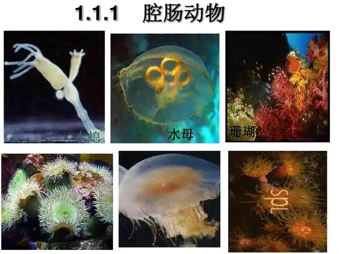 腔肠动物课件ppt