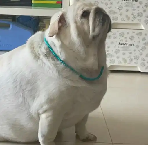 天生易胖的狗,看看有没有你家的