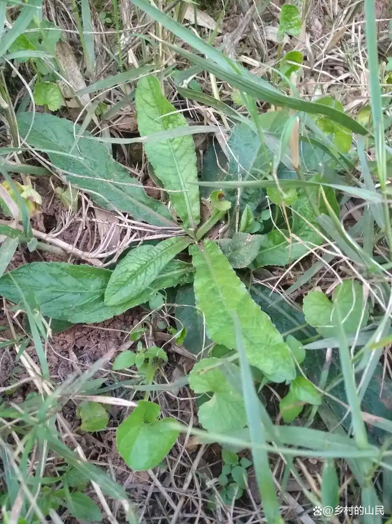 野生地胆草,农村杂草可以炖汤喝特别香,也是很好的中草药