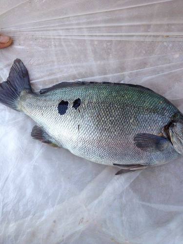 宝石淡水澳洲鱼苗畅销东南亚鲈鱼活体包邮免运费鱼