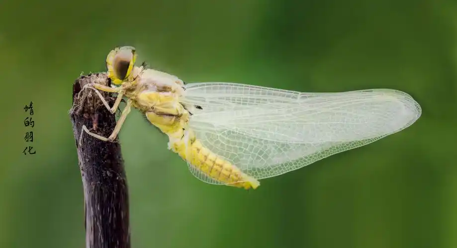 翅膀刚展开不久,颜色透明,很柔软,还不能够飞翔.