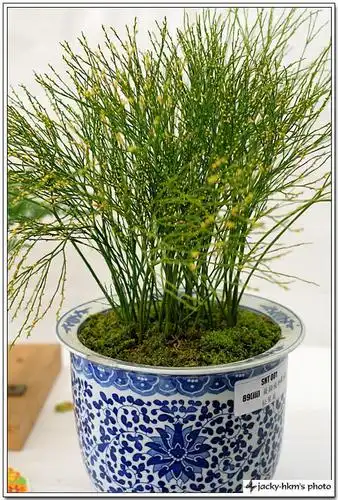 松叶蕨 - 植物世界 - hot spot image - 热点影像论坛!