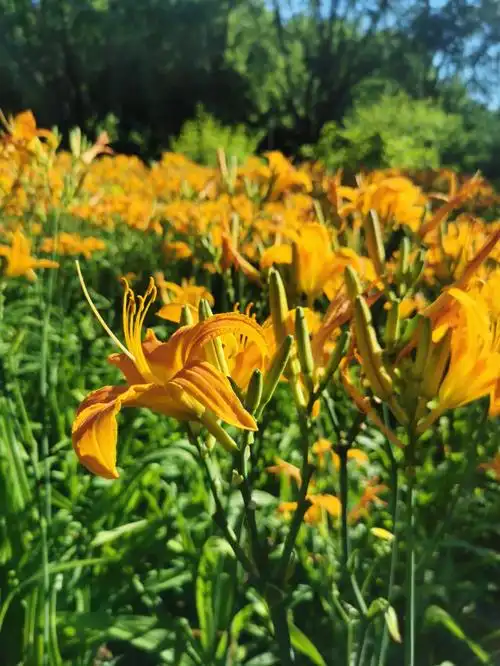 萱草生堂阶,游子行天涯.慈亲倚堂门,不见萱草花.