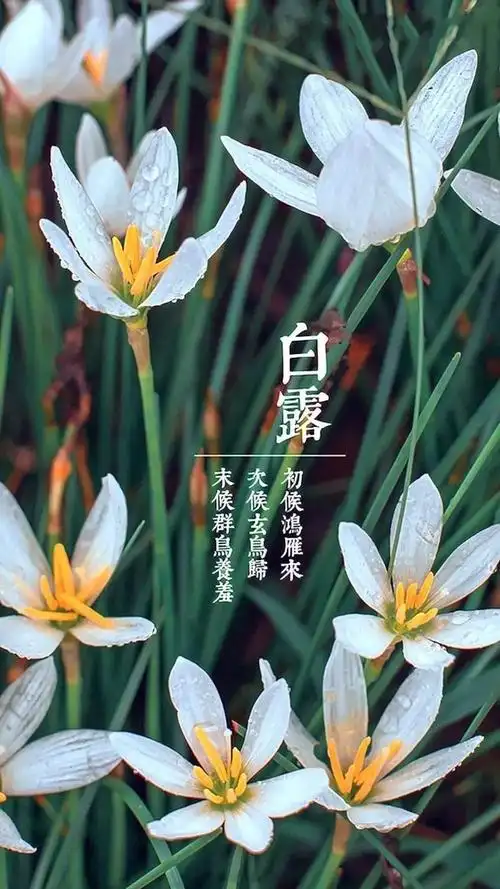 小十三班线上课堂—《白露》