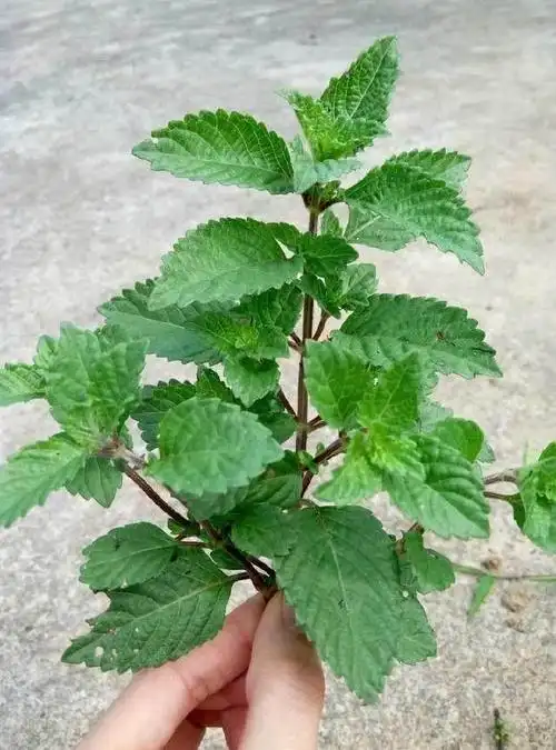 本身家里种了良多凉粉草,阳光下正勃勃生气.