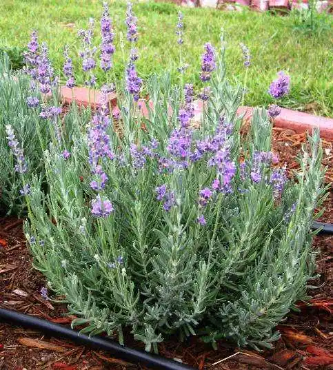 薰衣草都有什么品种?