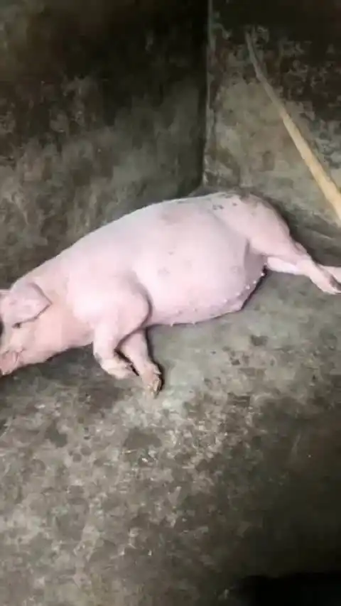 猪这辈子除了吃就是睡运动是不可能运动的