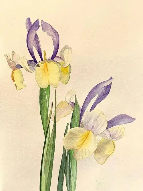 自学水彩  #水彩写生  #手绘  #画画  #美术生  #花卉  #水彩打卡