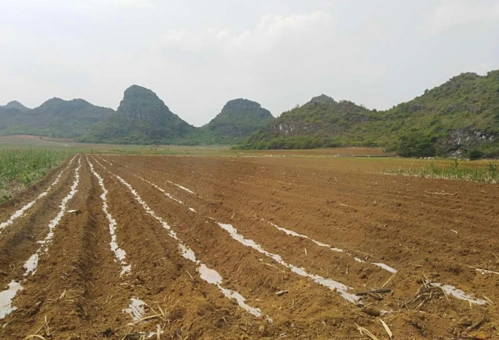 广西省南宁市西乡塘区坛洛镇30亩蔬菜粮油地出租