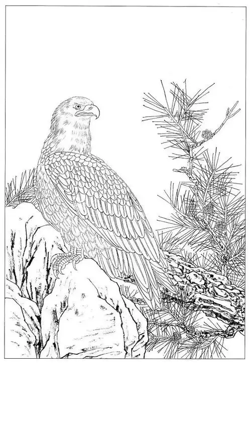 工笔画素材鹰白描图