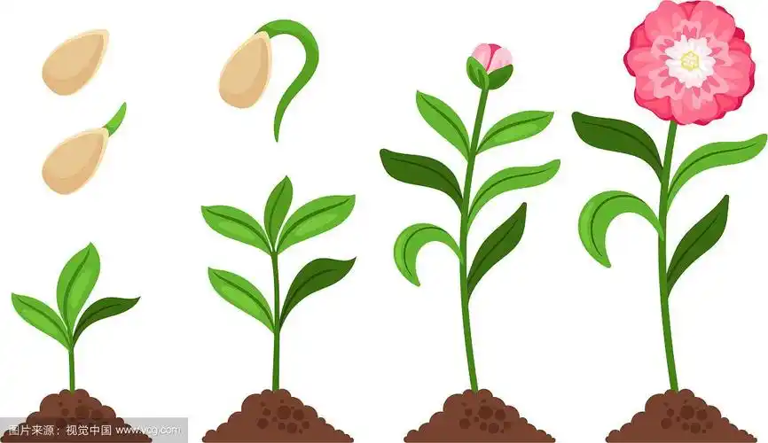 粉红色的花朵生长过程图标