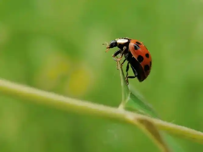 小小的瓢虫在新枝绿叶上攀爬,我不能确切知其感受