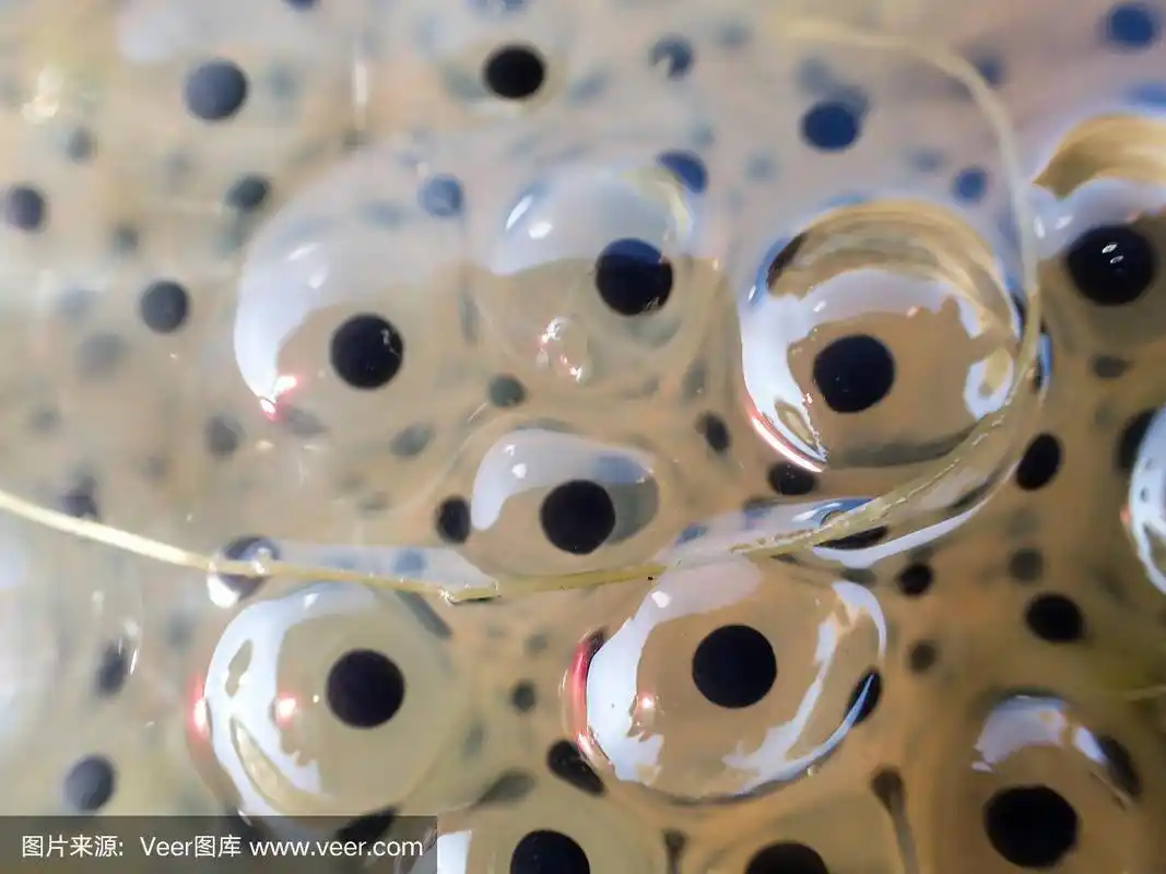 近距离观察青蛙产卵