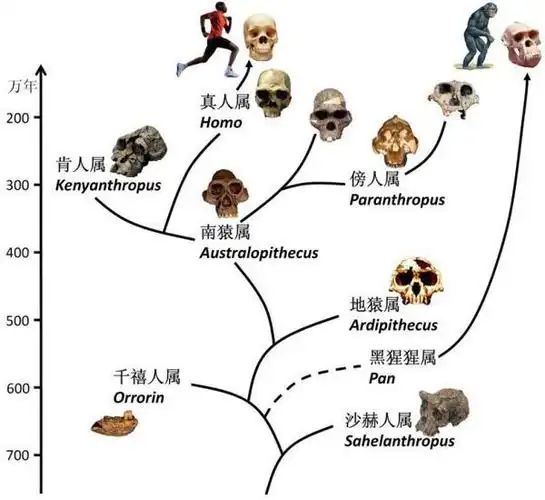 人属的人种种类
