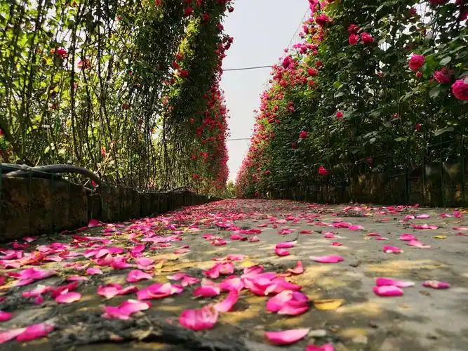 情满花乡玫瑰园,香艳浪漫醉游人