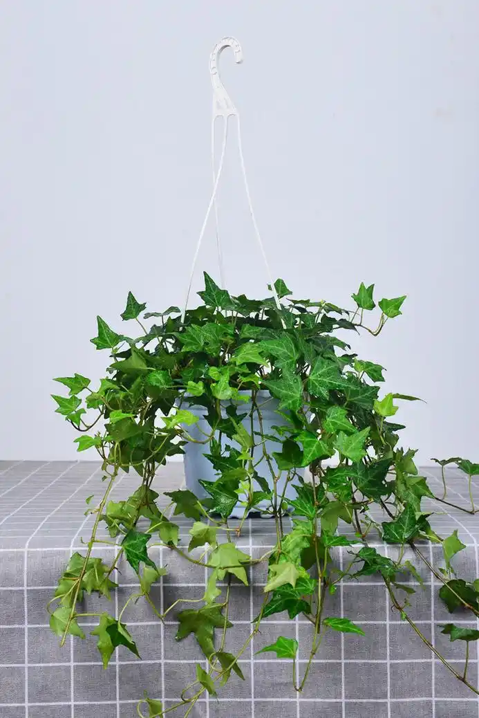 怕积水,忌烈日暴晒常春藤会开花会爬藤,耐干旱和半阴常春藤吊盆盆栽