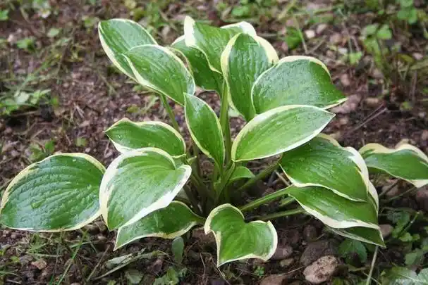 金不换种植方法,掌握技巧,让你的金不换茁壮成长