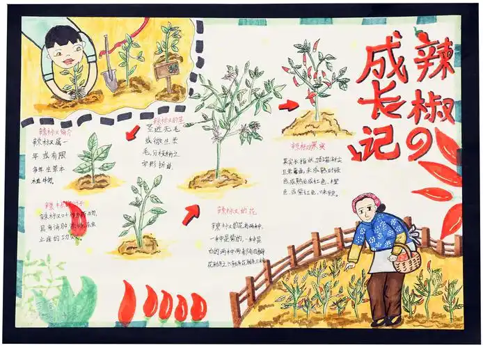 辣椒成长记-胡梦瑶_自然笔记_中国杭州低碳科技馆_低碳科技普及_绿色