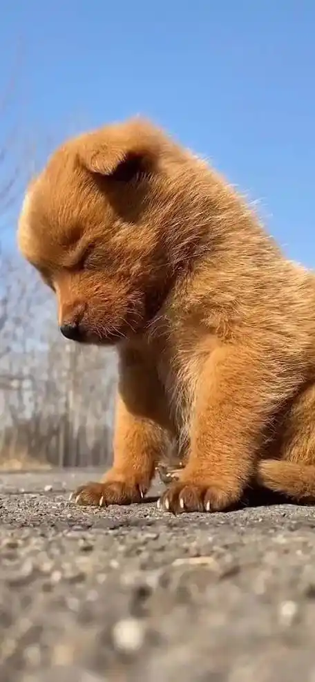 小狗狗打瞌睡太可爱啦