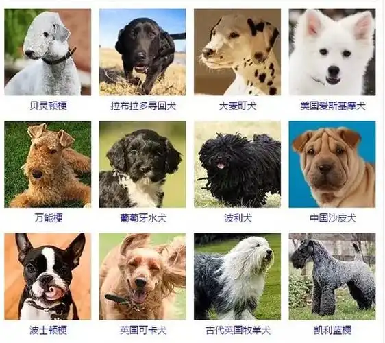 一篇文章让你了解狗的所有种类