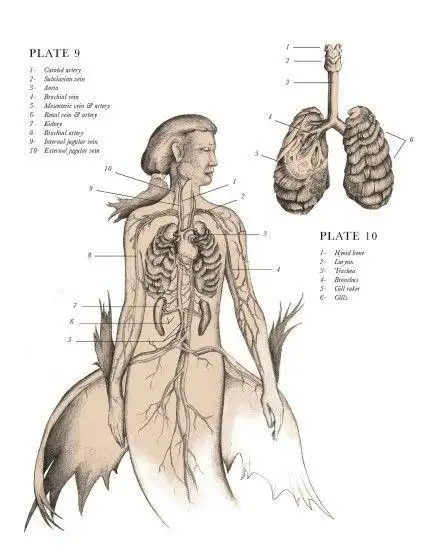 幻想生物的解剖结构图谱《the resurrectionist》[艺术家 e.b.