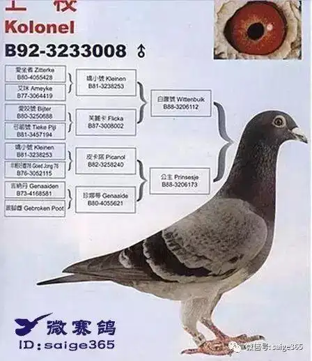 鸽经验一张图看懂盖比鸽系
