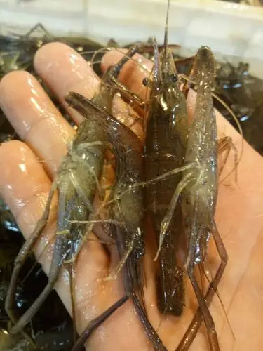 全北京最大小河虾!只卖最好,最大的,精品鲜活河虾.保证鲜活,75元/斤!