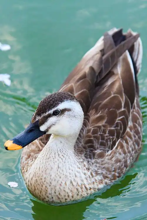 雁形目鸭科鸭属斑嘴鸭