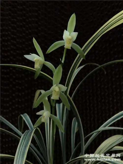 特靓卧龙素-建兰篇-中国兰花交易网社区