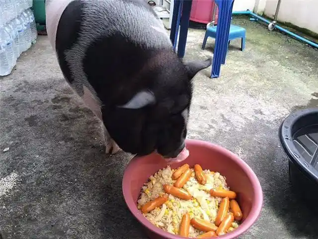 特殊时期,武汉滞留百斤宠物猪,一只猪靠一盆饭度过半个月|宠物猪|志愿