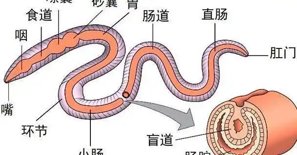 如上图,蚯蚓的身体如同管状结构,其大部分内脏也是跟着身体贯通全身