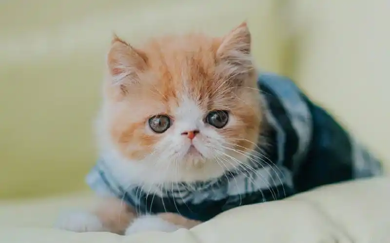 首页 桌面壁纸 动物壁纸 超可爱软萌的小猫咪电脑壁纸 上一张 下一张