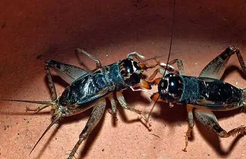 对于蛐蛐这种小宠你们熟悉吗?如何饲养呢_感觉_因为_生活