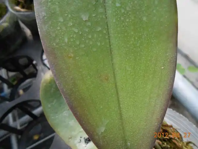 有没有专家看看这株蝴蝶兰得的什么病?炭疽还是褐斑?